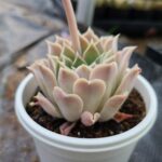エレガンス ラパス - 多肉植物むらさき園