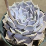 リラシナ変異◎多肉植物 カット苗 輸入苗 エケベリア等 20230420_183646-150x150.jpg