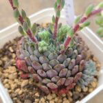 セトーサ デミヌタ(ルンデリー)「原種」 - 多肉植物むらさき園