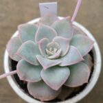 Sedum simforosanum セダム　シンフォロサナム　多肉植物　⑦ 20230507_145932-150x150.jpg