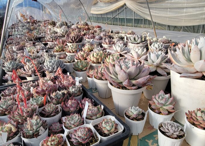 多肉植物むらさき園