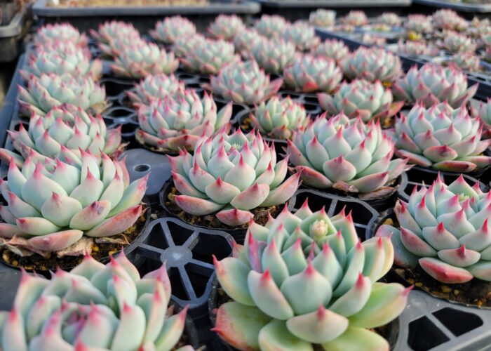人気特価激安 むらさき園さん専用 観葉植物 その他多肉植物