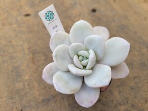 白粉厚いラウイ